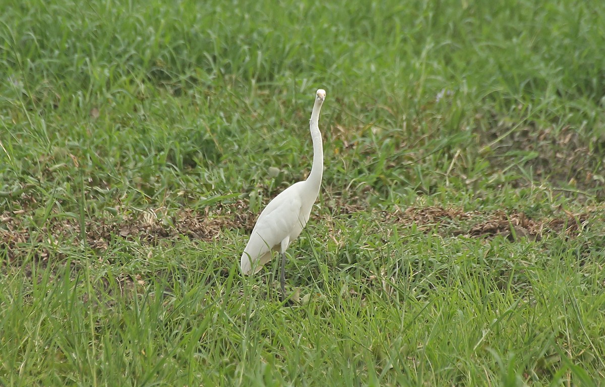 Yellow-billed Egret - ML145876261