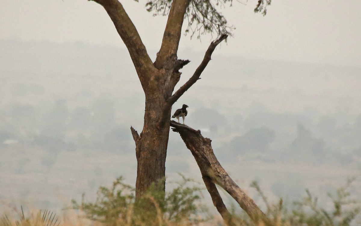 Martial Eagle - ML145876411