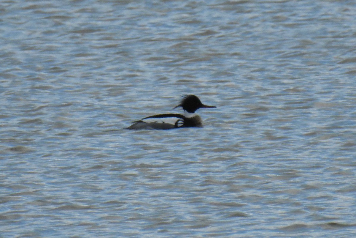 Red-breasted Merganser - ML145876591