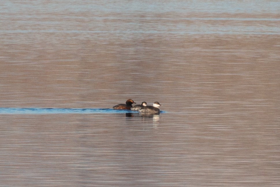 Horned Grebe - ML145877101