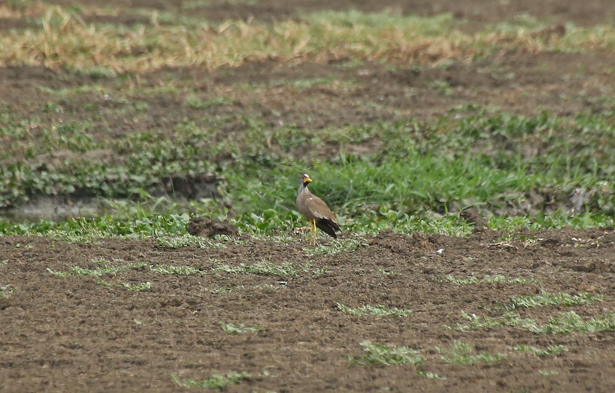 Wattled Lapwing - ML145877411