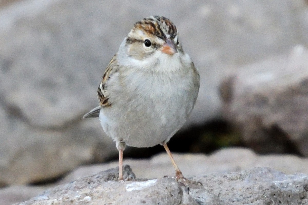 Chipping Sparrow - ML145877481