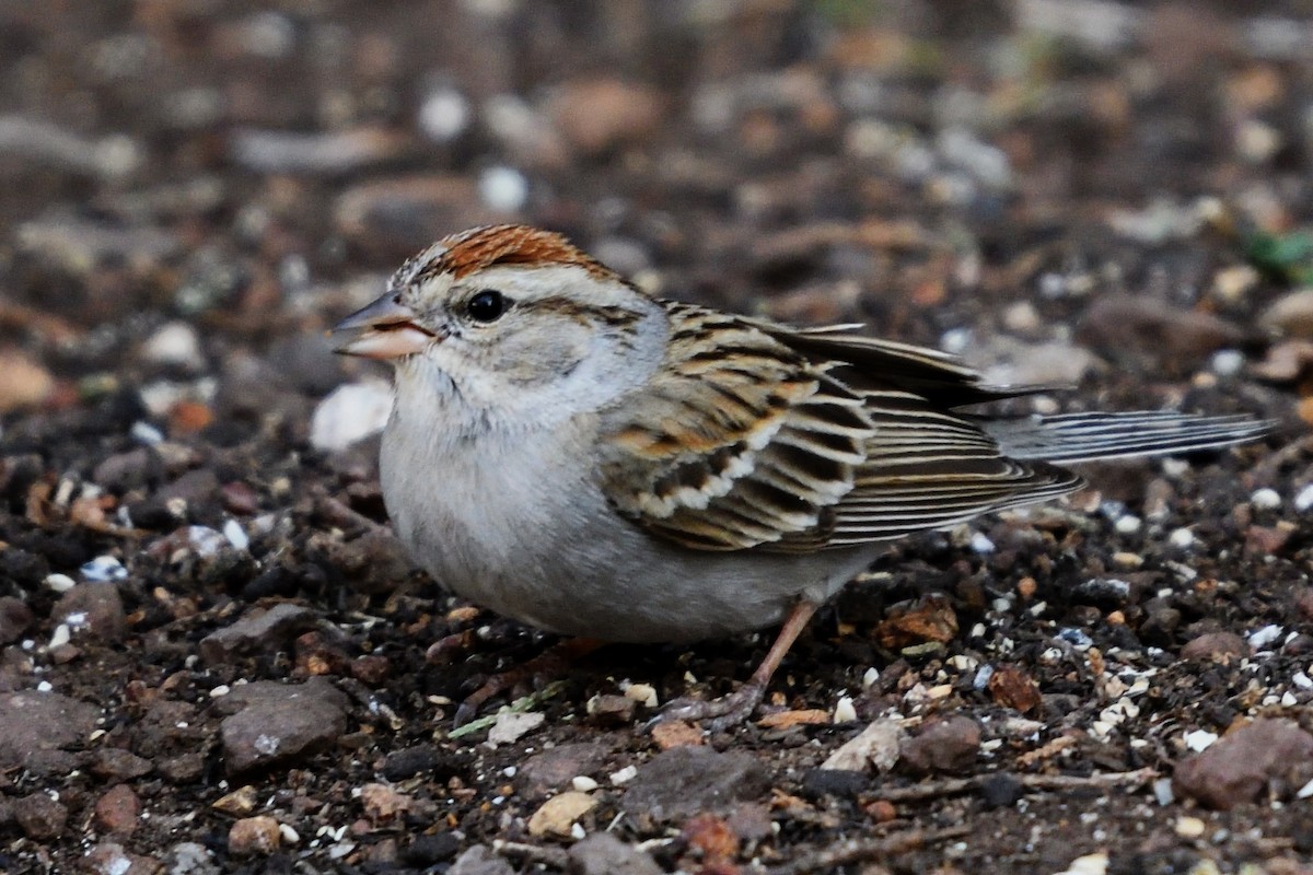 Chipping Sparrow - ML145877581