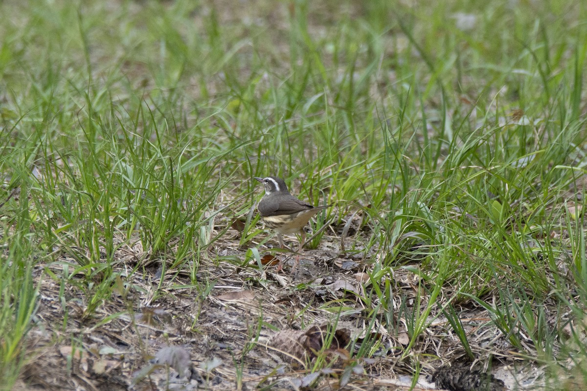 Louisiana Waterthrush - Lillie Gibb