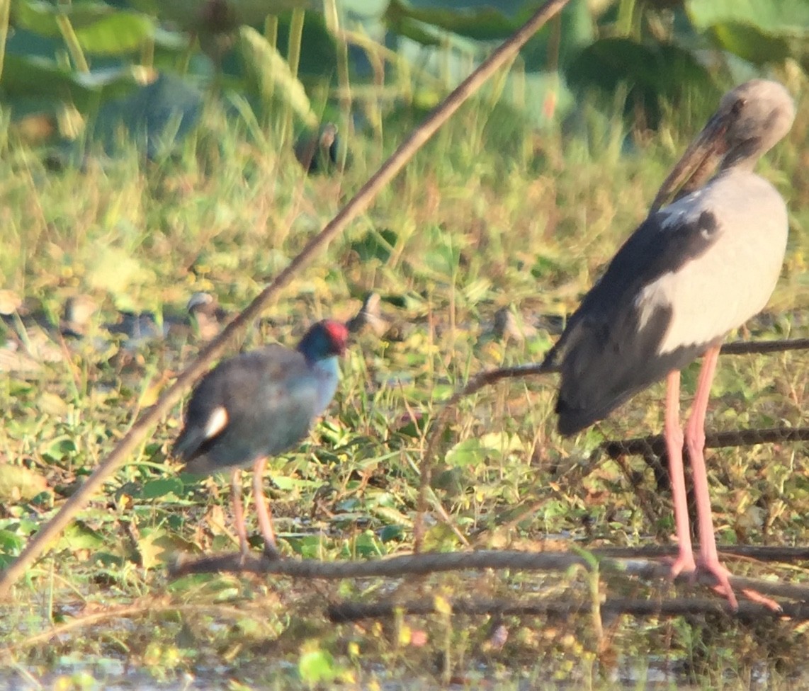 Gray-headed Swamphen - ML145878961