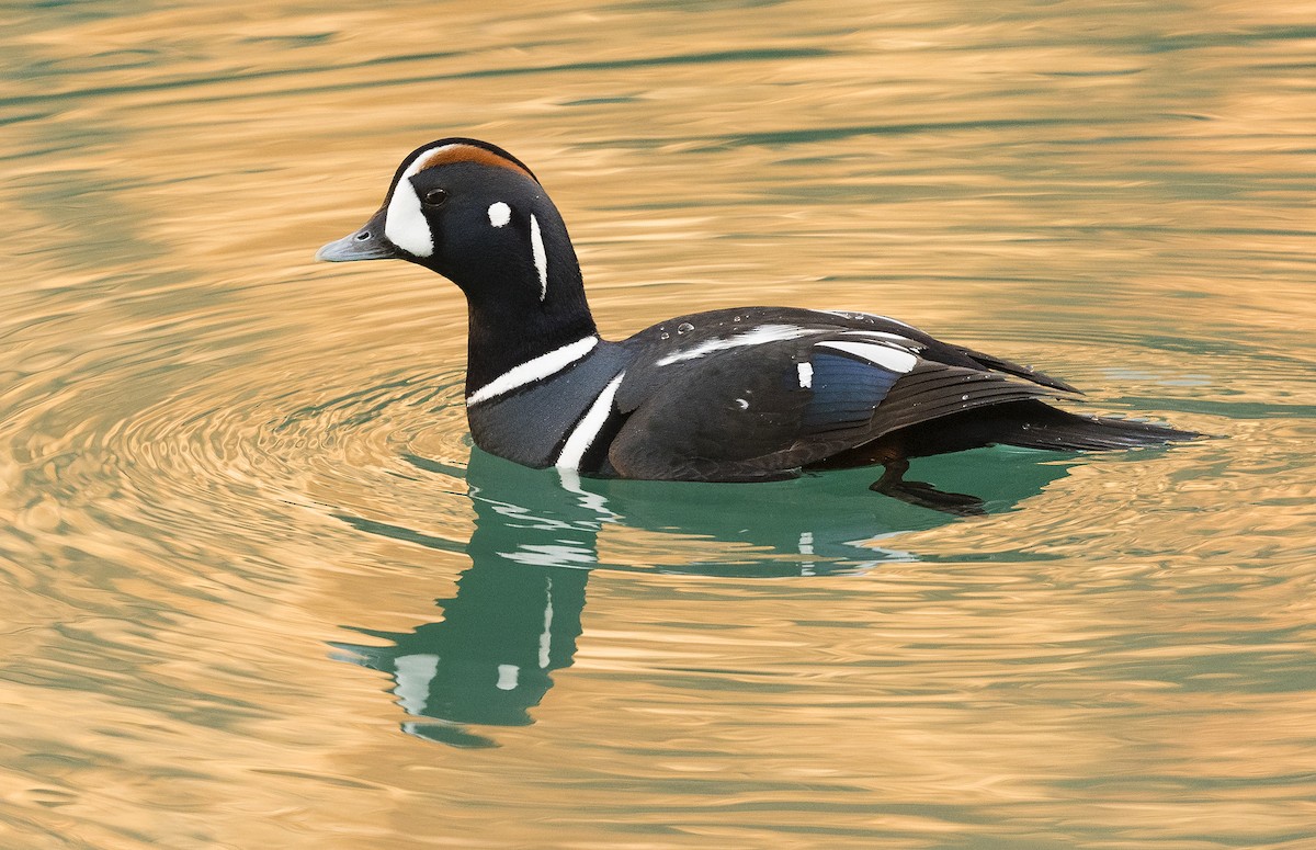 Harlequin Duck - ML145878981