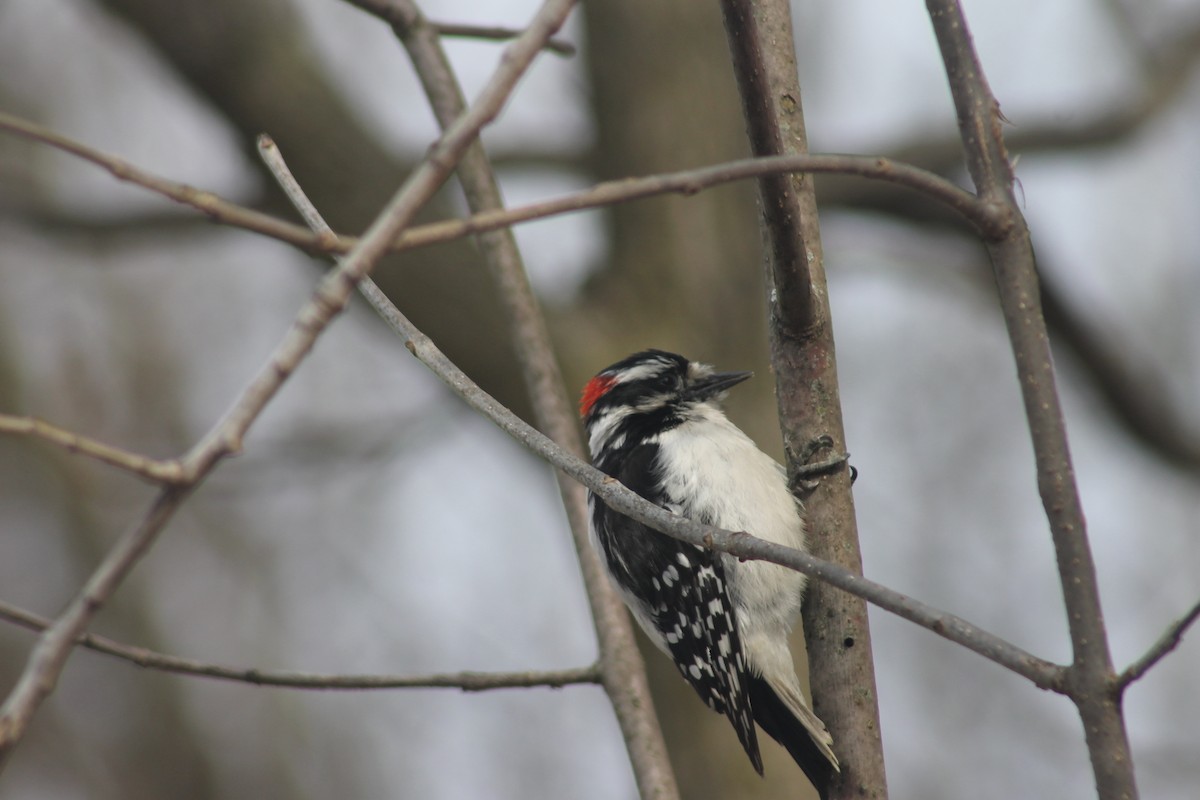 Downy Woodpecker - ML145879091