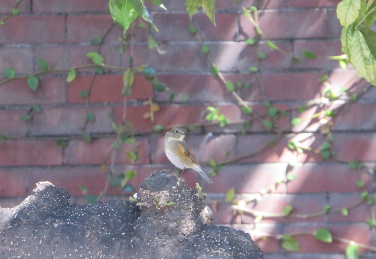 Red-flanked Bluetail - ML145879641