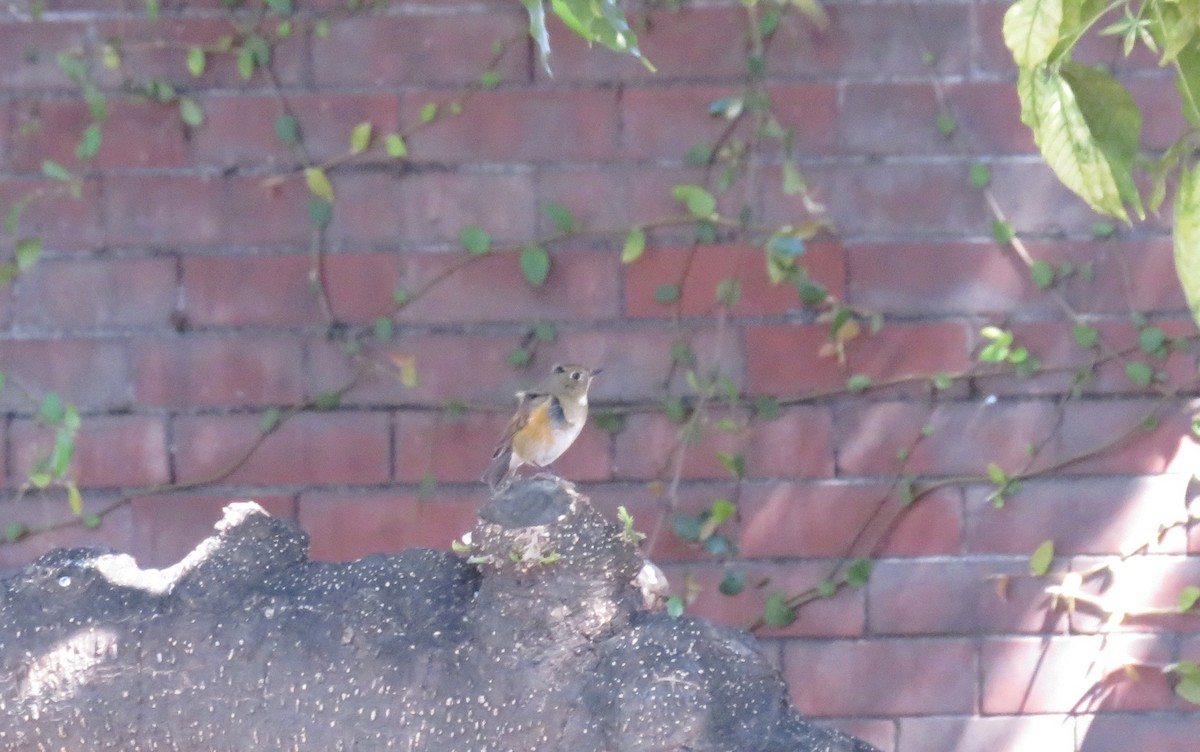 Robin à flancs roux - ML145879651