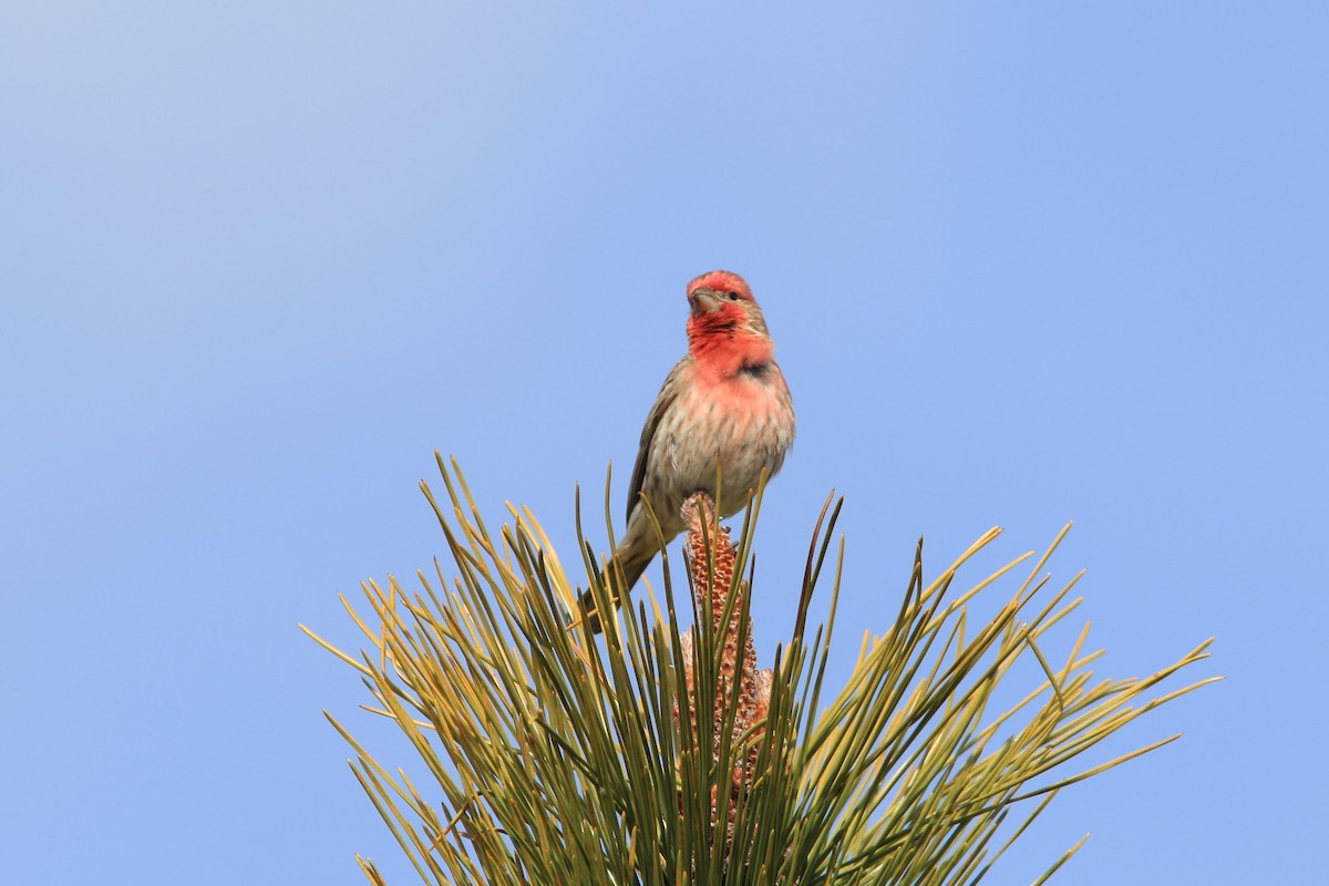 House Finch - ML145879701