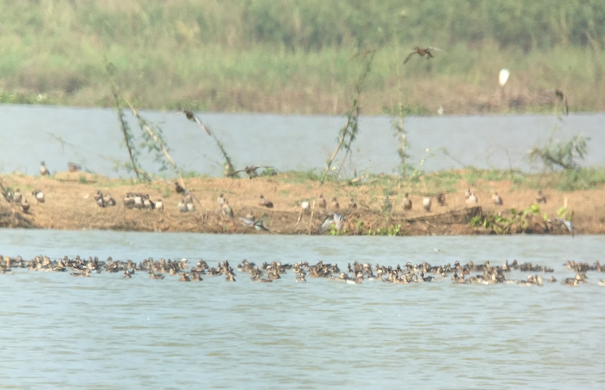 Garganey - ML145879971