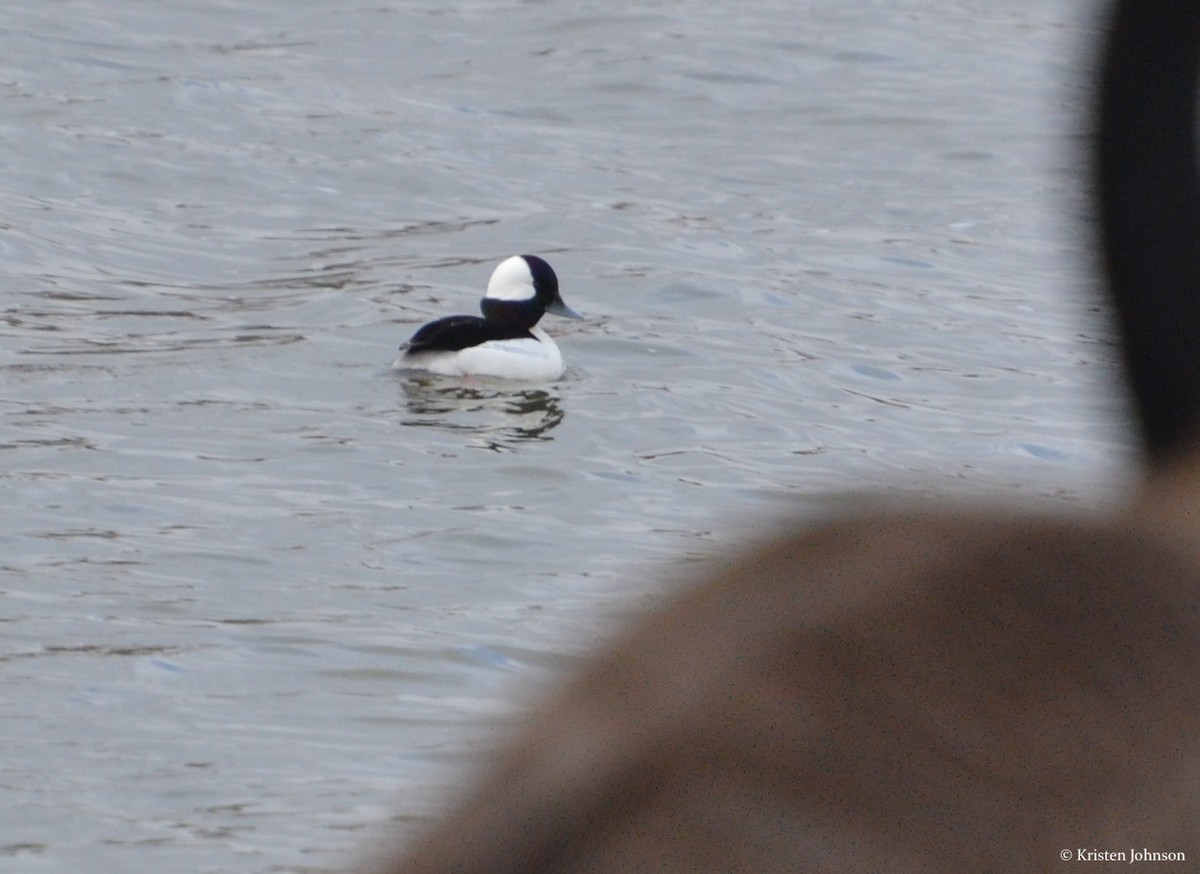 Bufflehead - Kristen Johnson