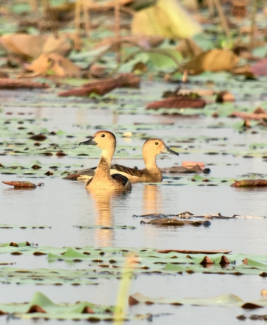 Lesser Whistling-Duck - ML145880241