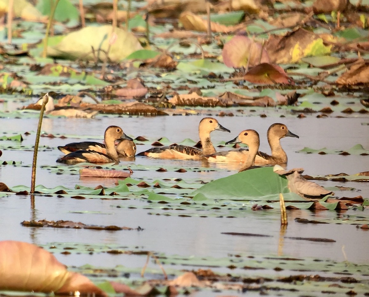 Lesser Whistling-Duck - ML145880281