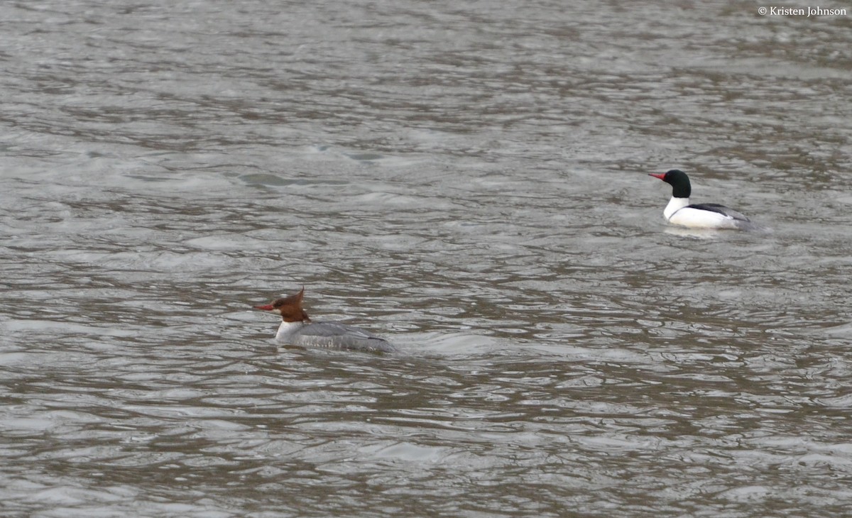 Common Merganser (North American) - Kristen Johnson