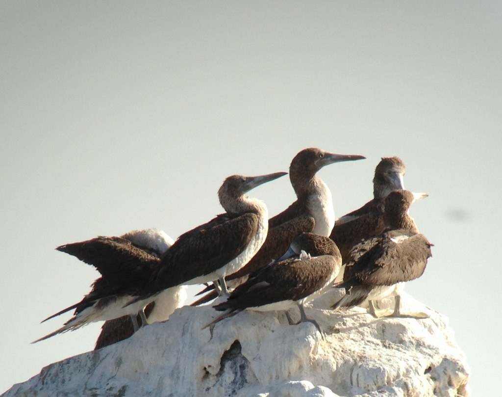 Blue-footed Booby - ML145880921