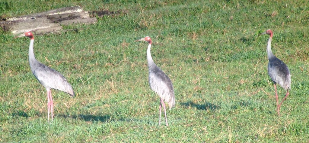 Sarus Crane - Lizabeth Southworth