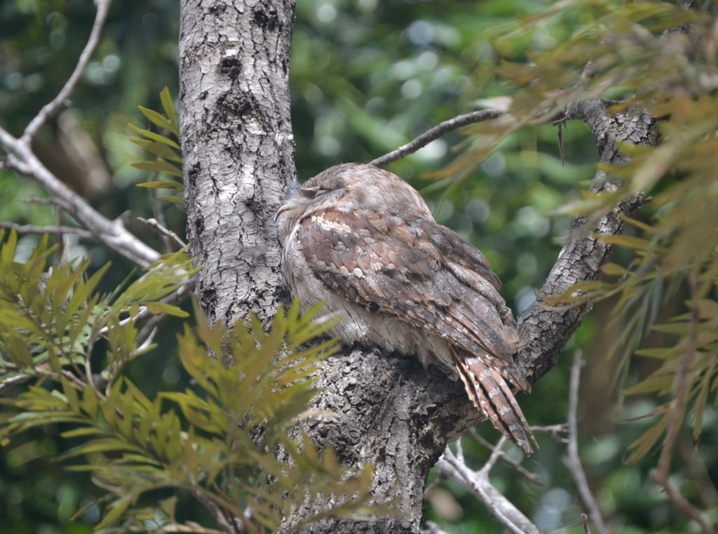 Tawny Frogmouth - Lizabeth Southworth