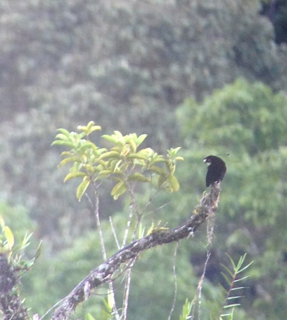 Carola's Parotia - ML145881631