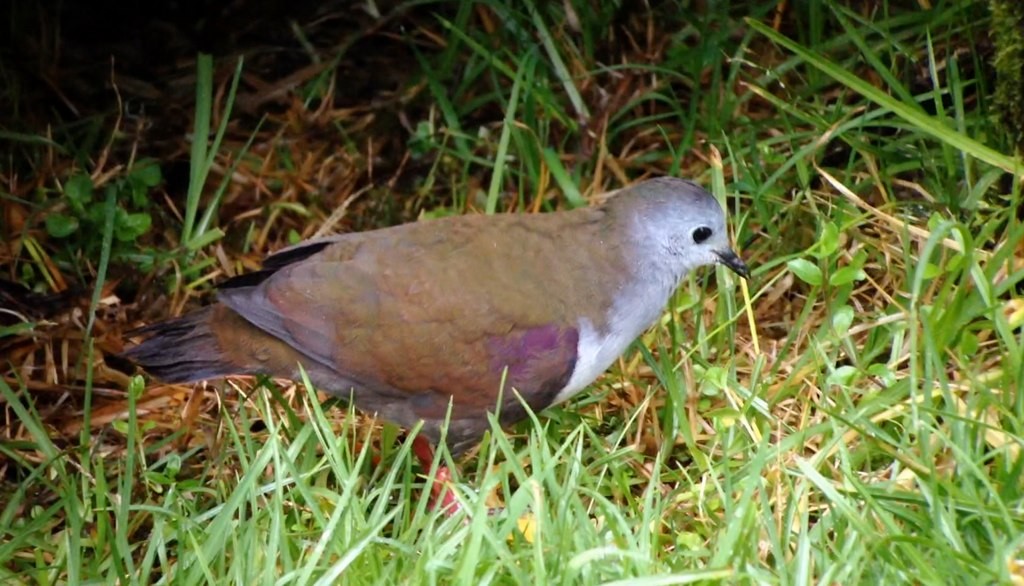 Bronze Ground Dove - ML145881791