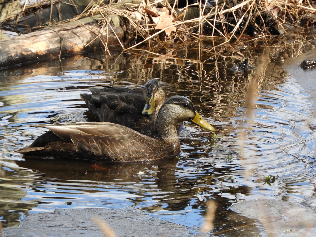 American Black Duck - ML145882651