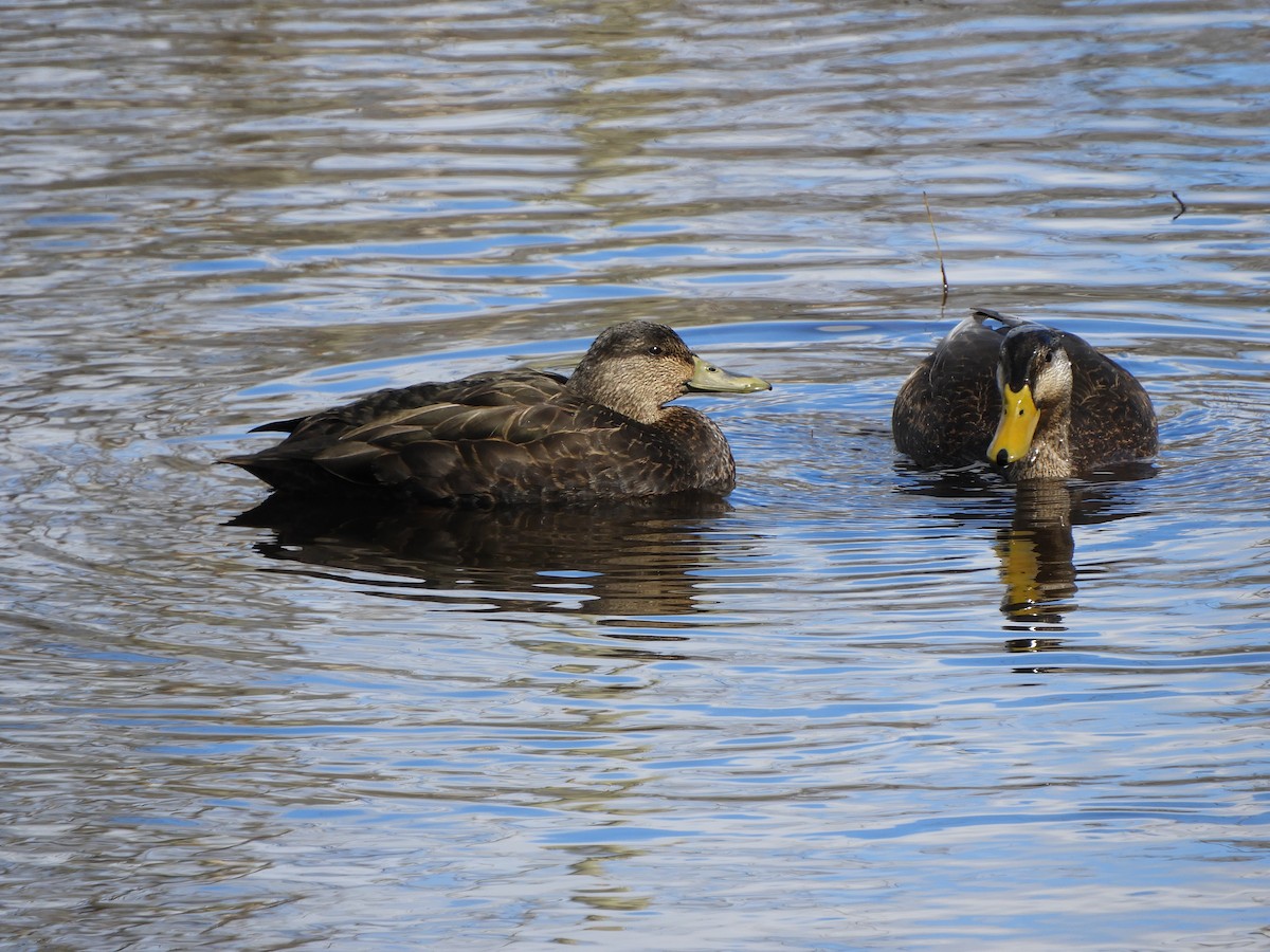 American Black Duck - ML145882661