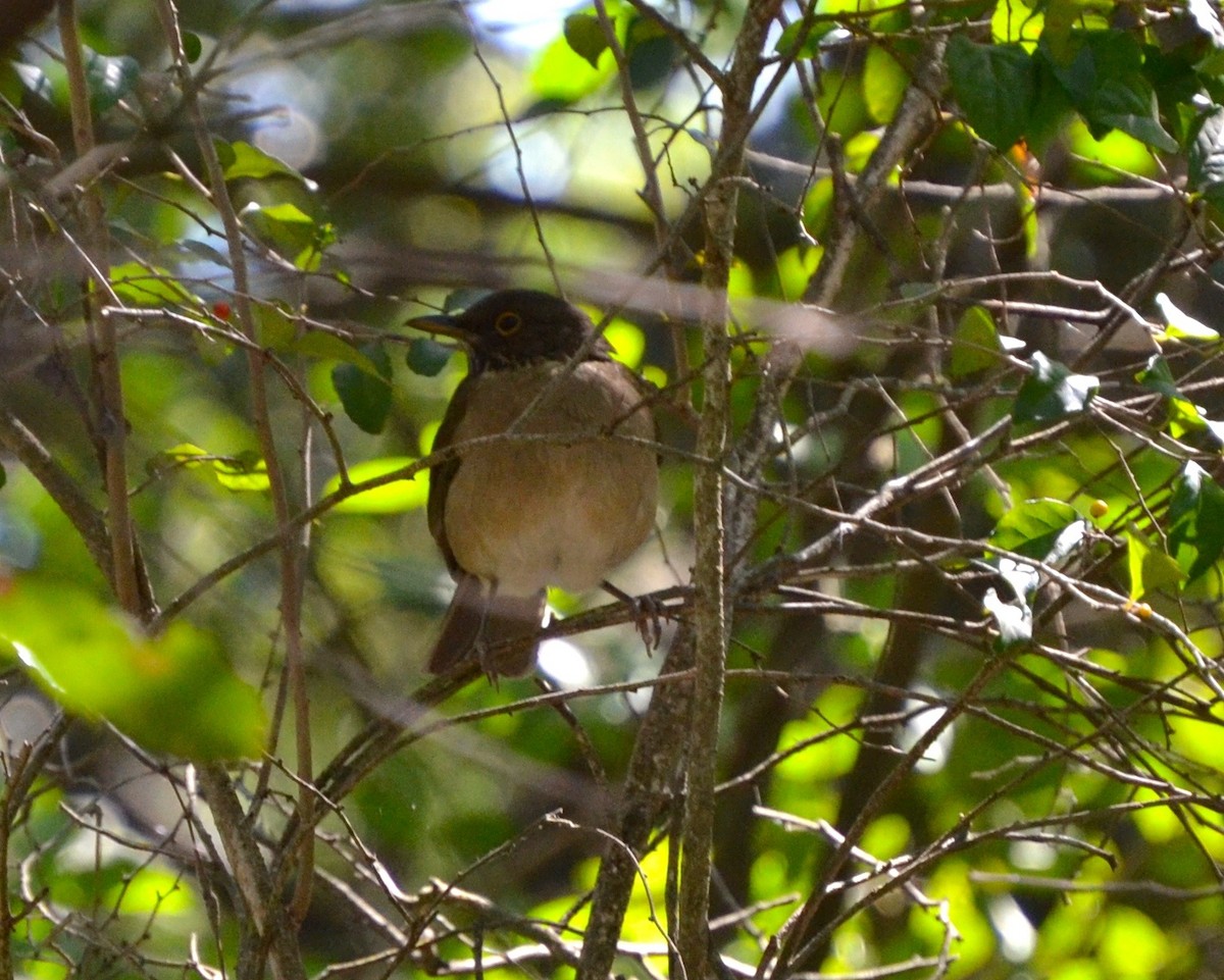 White-throated Thrush - ML145882881
