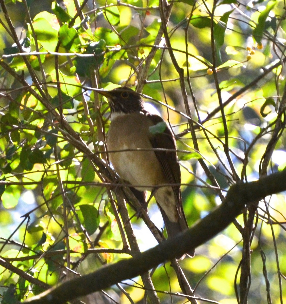 White-throated Thrush - Lizabeth Southworth