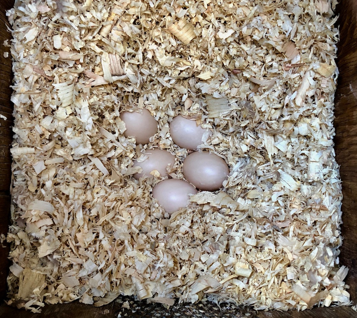 Wood Duck - Jeri Langham