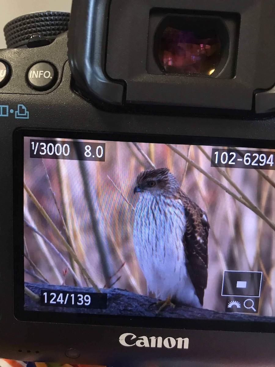 Cooper's Hawk - ML145884671