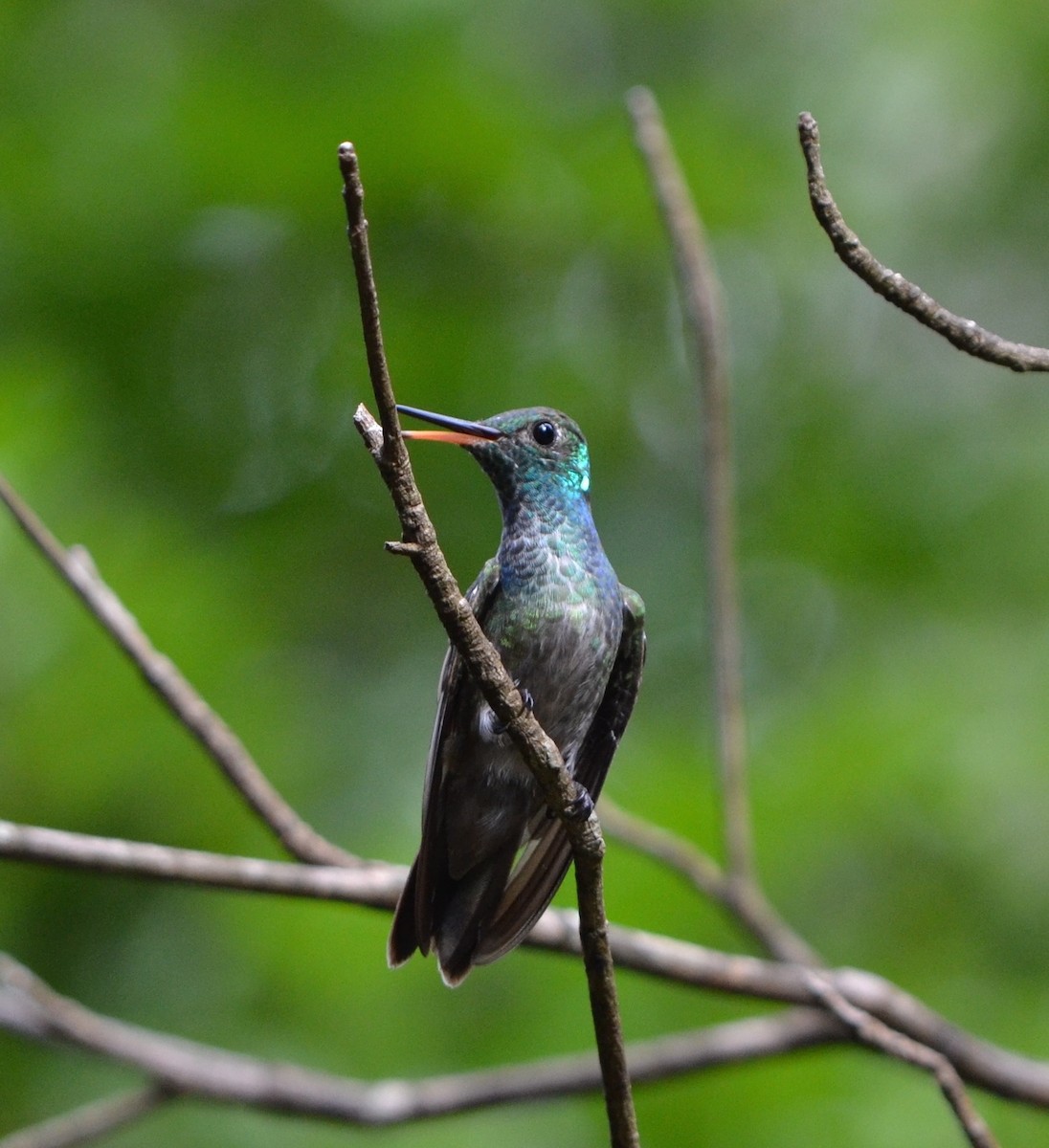 Versicolored Emerald - Lizabeth Southworth