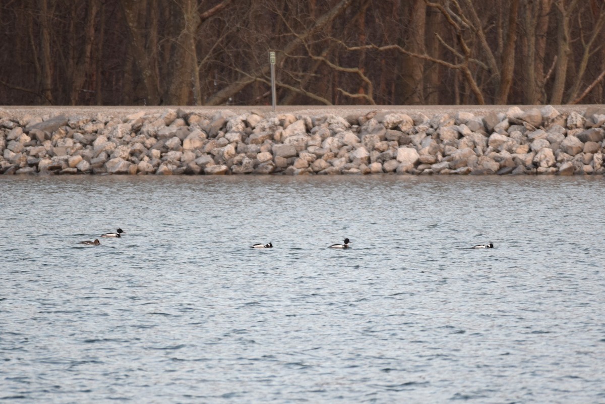 Red-breasted Merganser - ML145885281