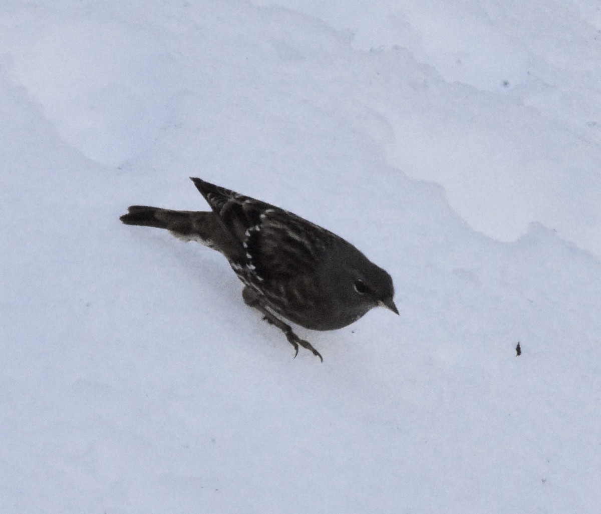 Alpine Accentor - ML145887181