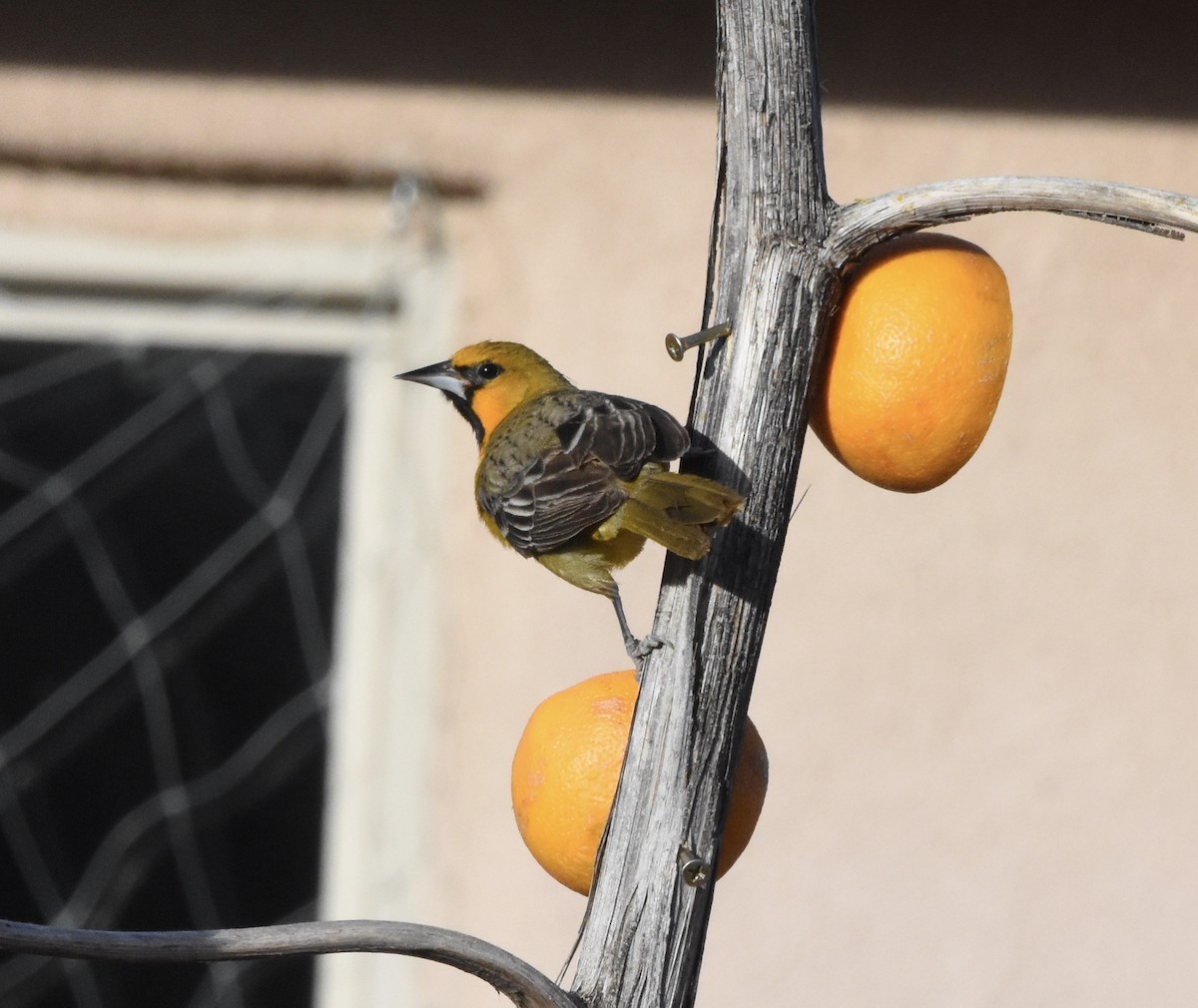 Streak-backed Oriole - ML145887191