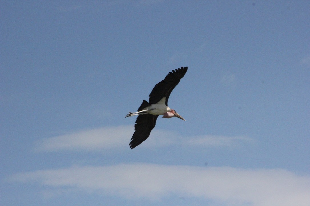 Marabou Stork - ML145887711