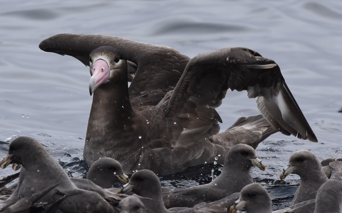 Short-tailed Albatross - ML145887801