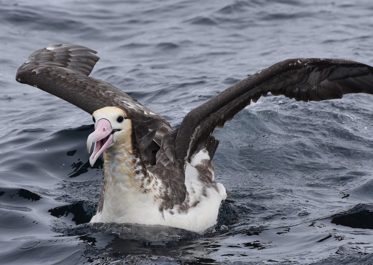 Short-tailed Albatross - Lizabeth Southworth