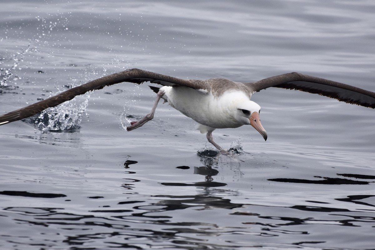 Laysan Albatross - ML145887841