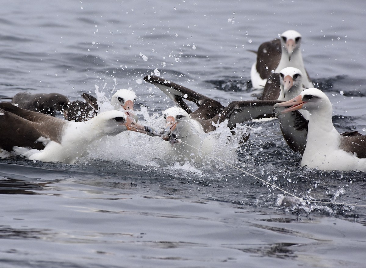 Laysan Albatrosu - ML145887861