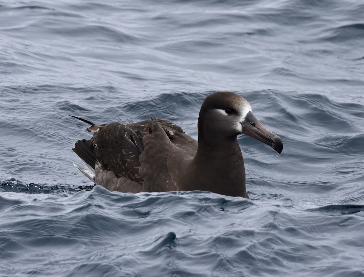 Albatros à pieds noirs - ML145887891