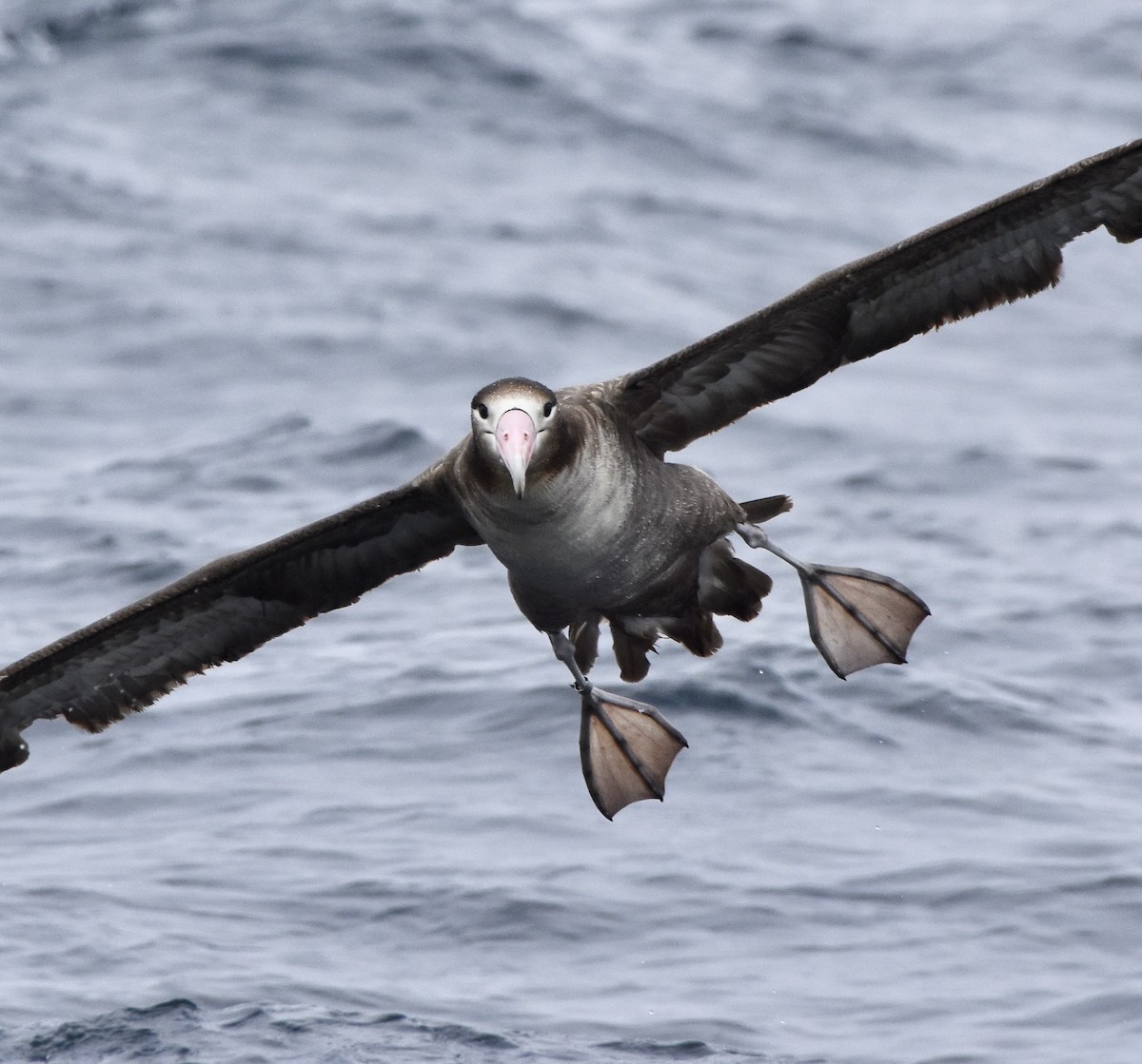 Albatros Colicorto - ML145887921