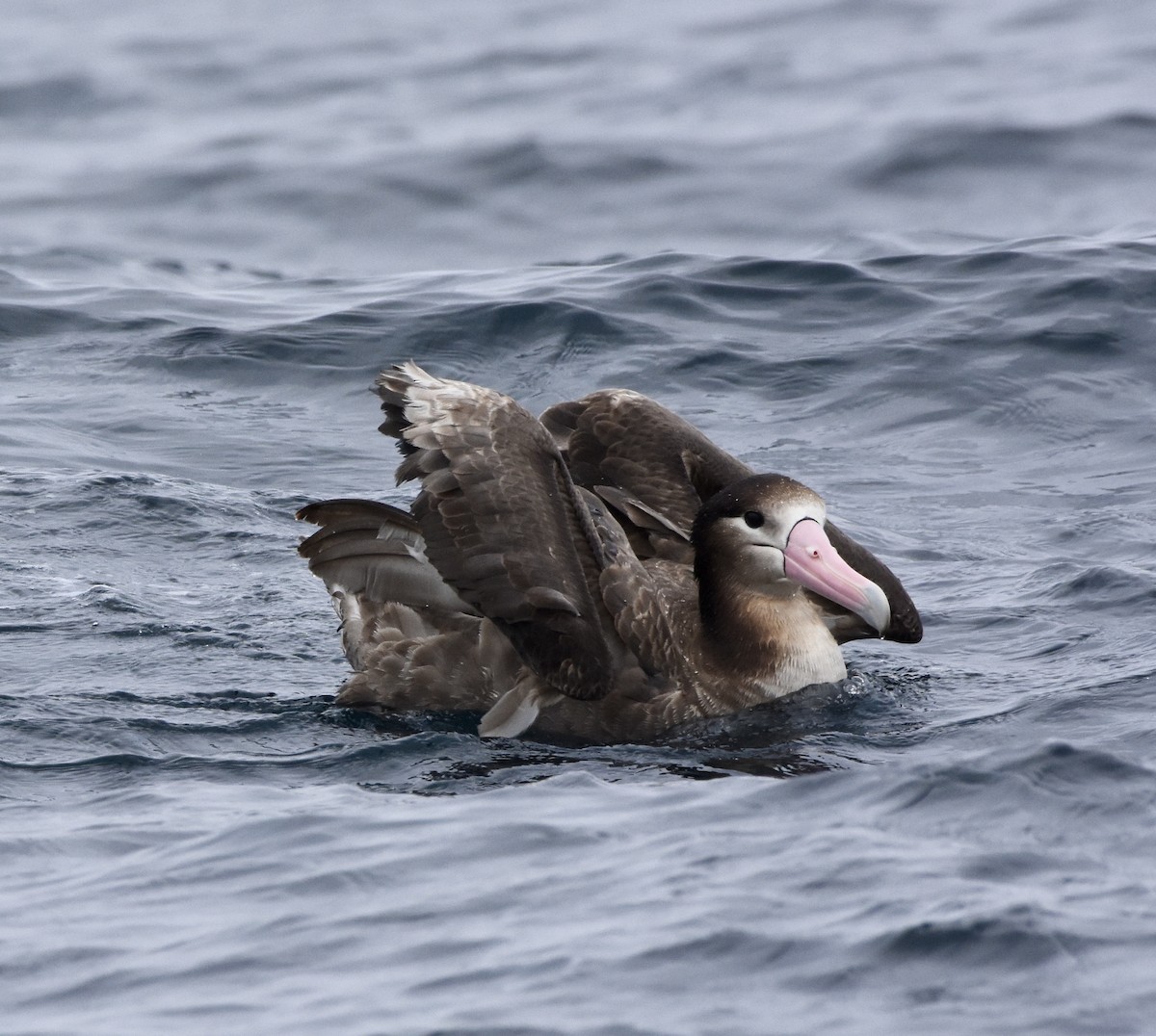 Short-tailed Albatross - ML145887951