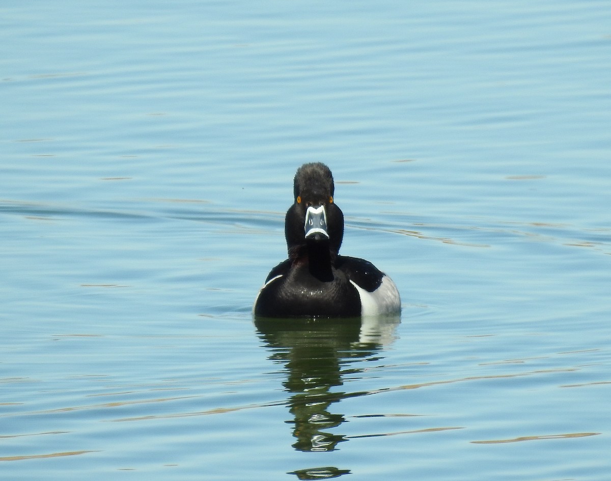 Ring-necked Duck - Glenn Pearson