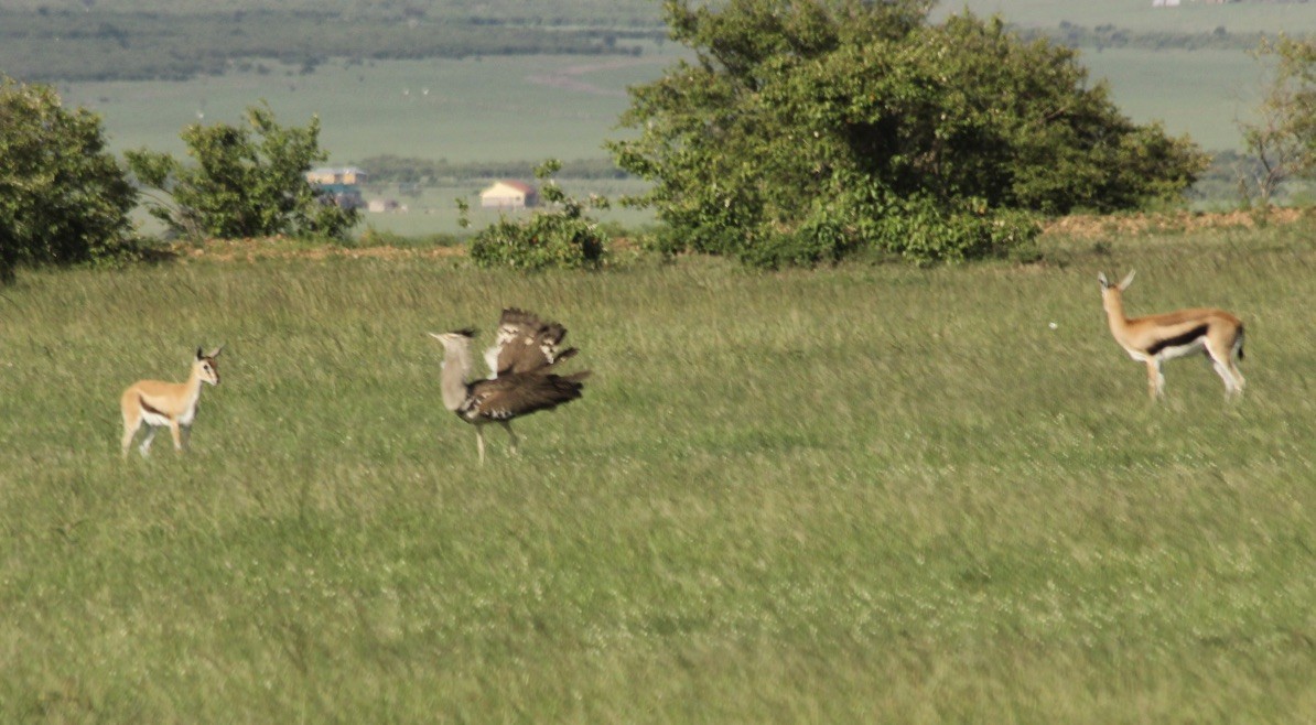 Kori Bustard - ML145889011