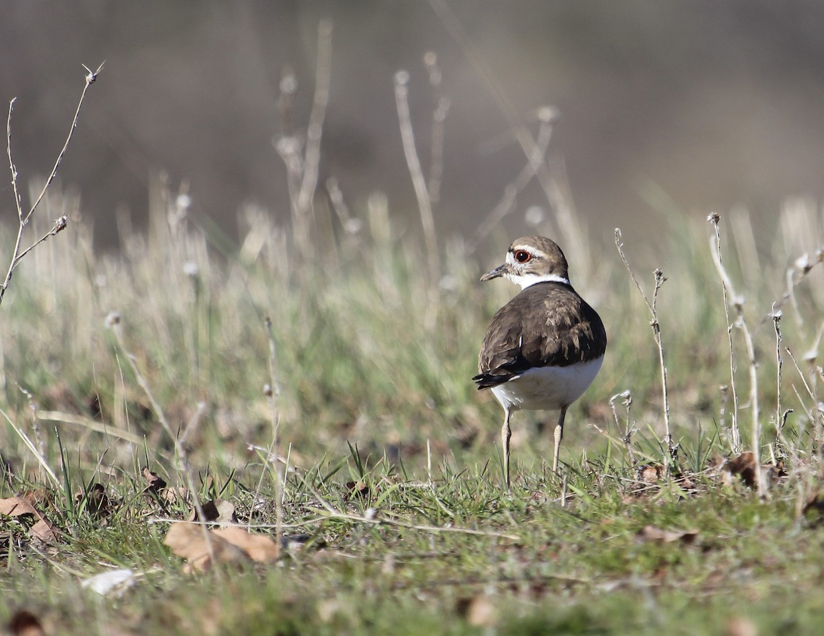 Killdeer - Jan Allen