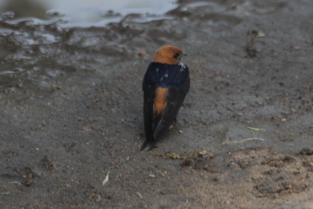 Golondrina Abisinia - ML145890211