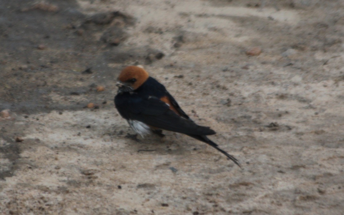 Lesser Striped Swallow - ML145890271