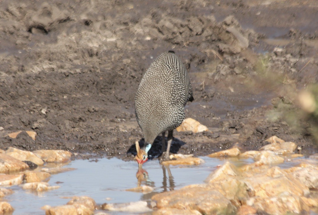 Helmeted Guineafowl - ML145891881