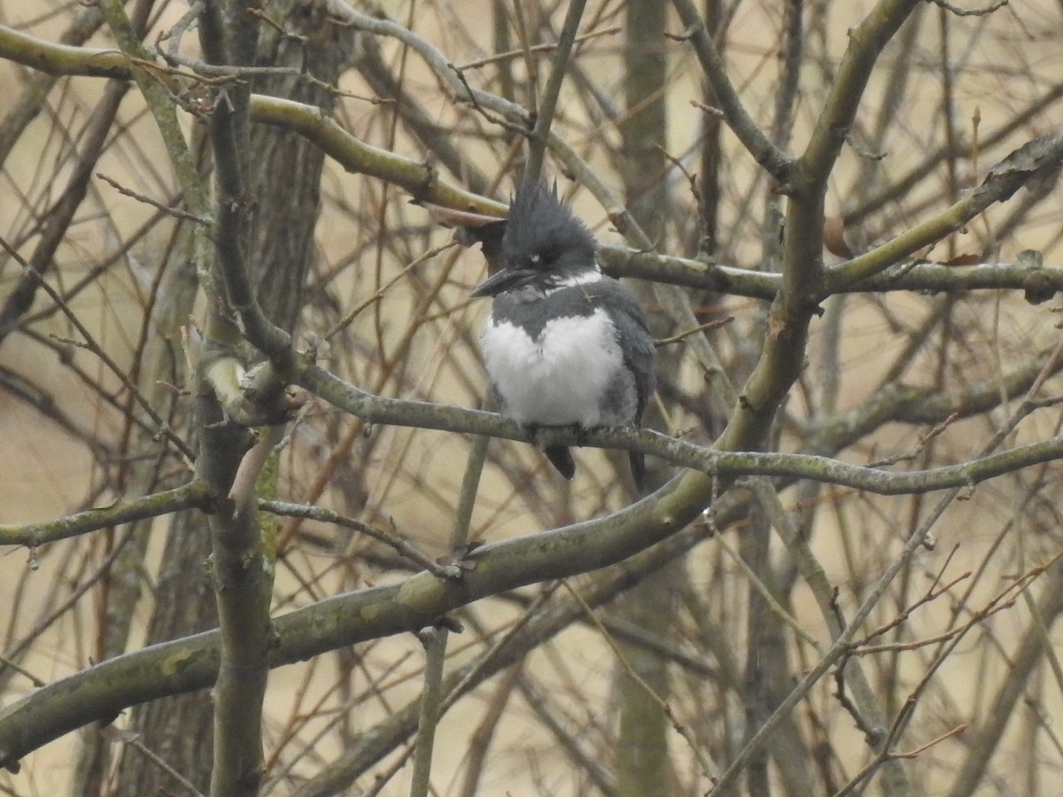 Belted Kingfisher - ML145892741