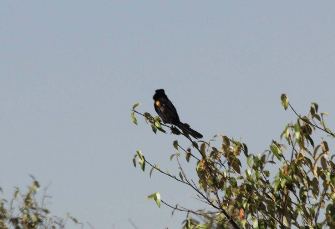 Fan-tailed Widowbird - ML145893441